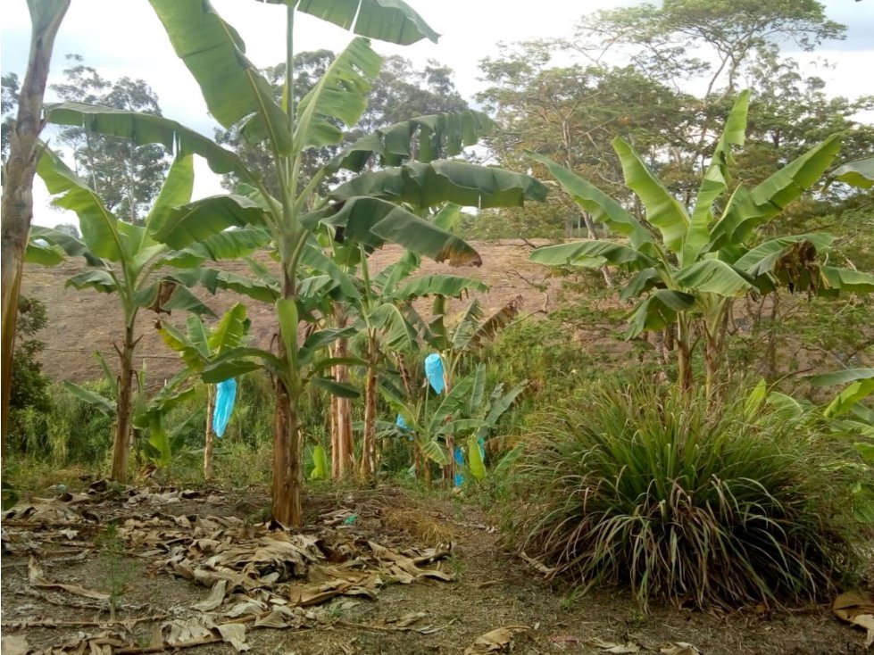 Finca en venta en Hojas Anchas 4696 — foto 5