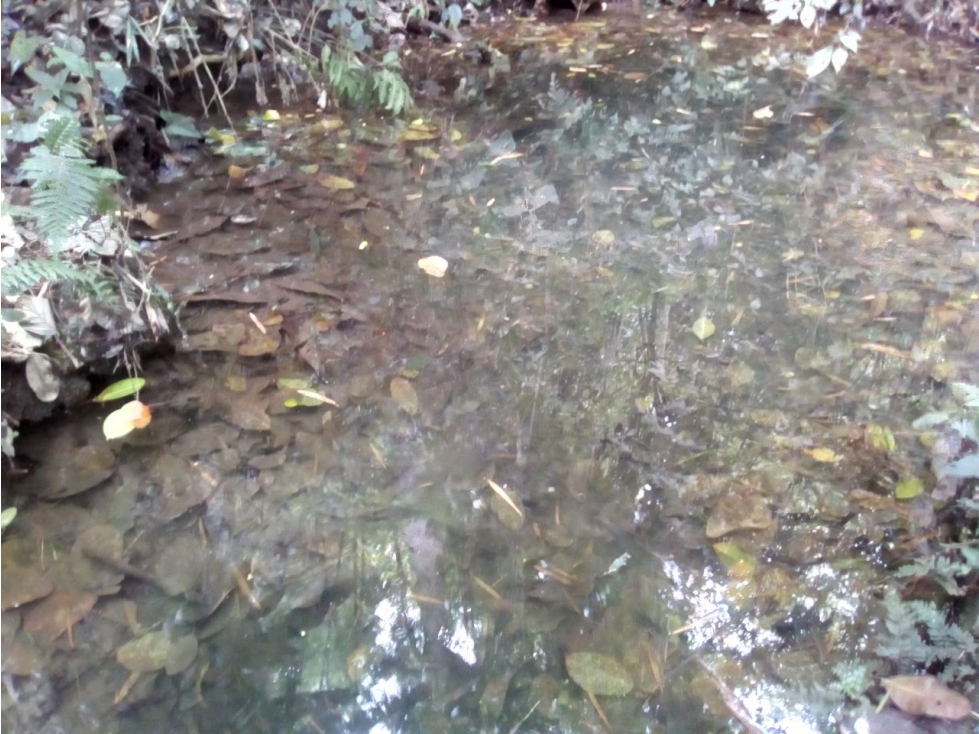 FINCA DIVERSIFICADA Y TECNIFICADA EN CAICEDONIA VALLE - 6