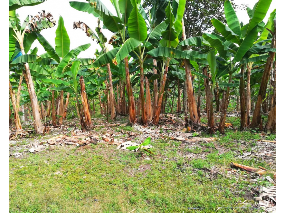 FINCA EN PASTO , SIRVE PARA PLATANO Y CAFÉ EN VENTA 4830 — foto 2
