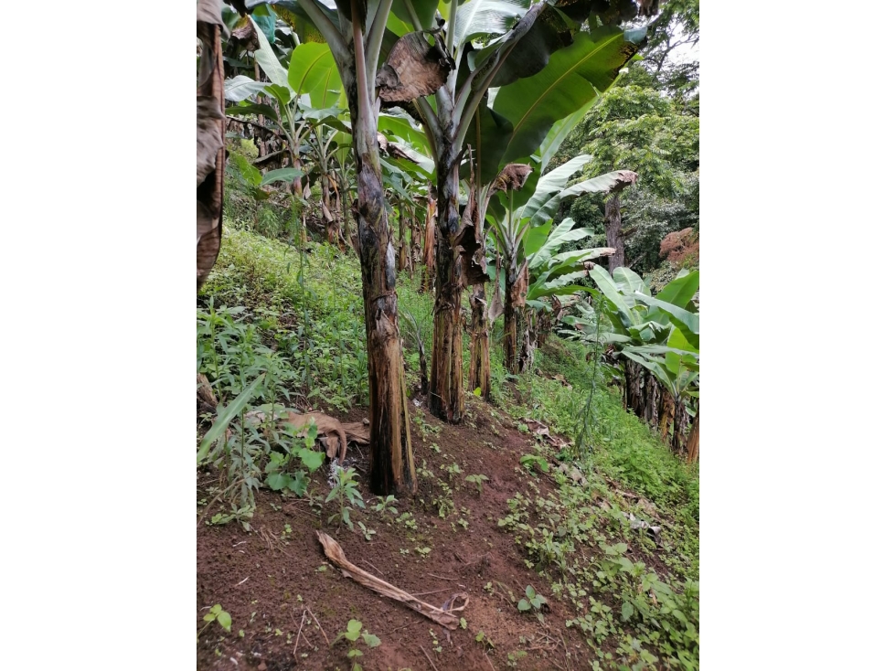 FINCA CULTIVABLE CAICEDONIA 4871 - 5