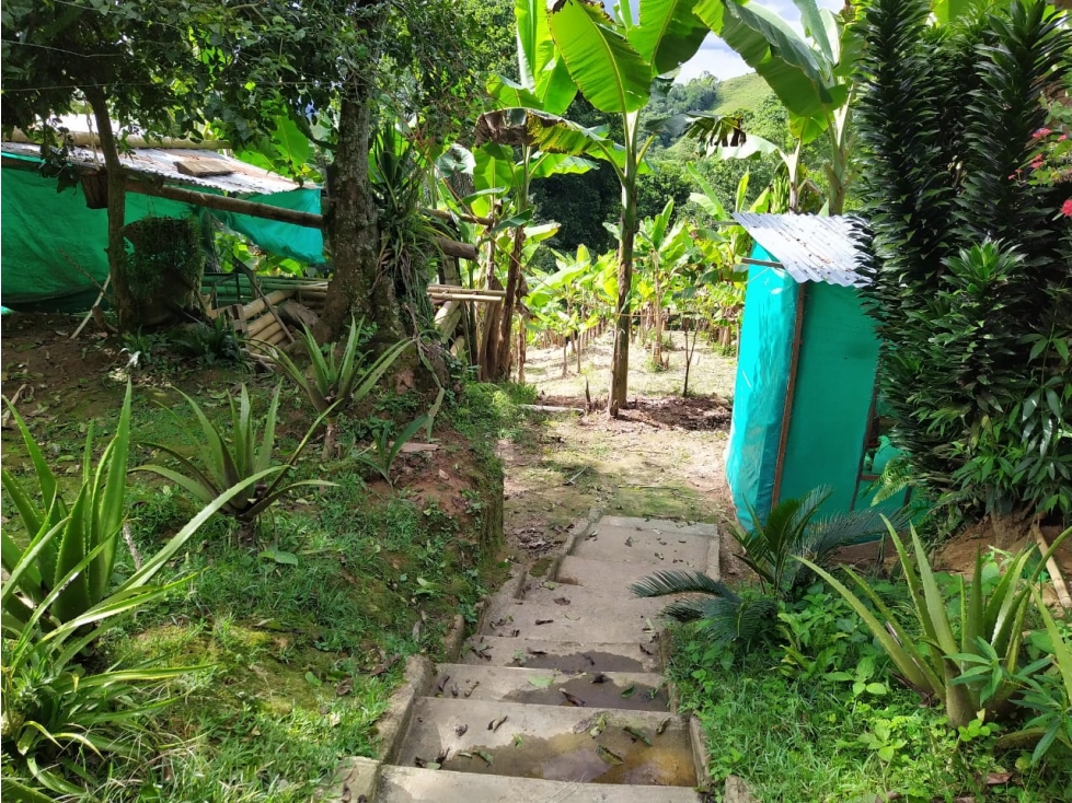 FINCA CON DIVERSIFICACION DE CULTIVOS UBICADA EN CAICEDONIA — foto 5