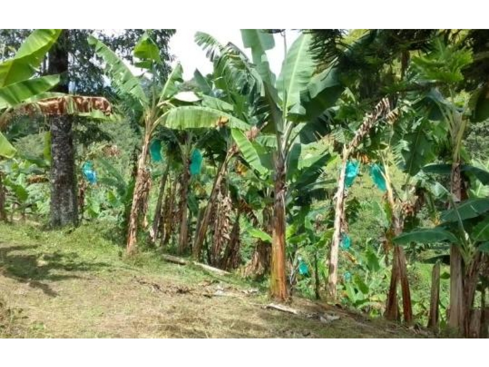 FINCA UBICADA EN CIRCASIA QUINDIO — foto 6