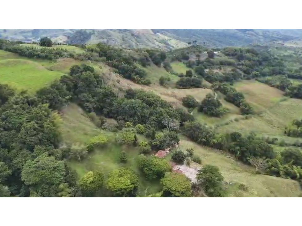 Finca ganadera en venta pueblo tapao montengro 117.2 hectareas - 1