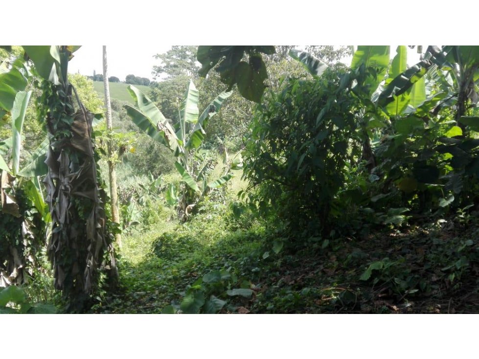 Finca en venta en Quimbaya 4667 - 6