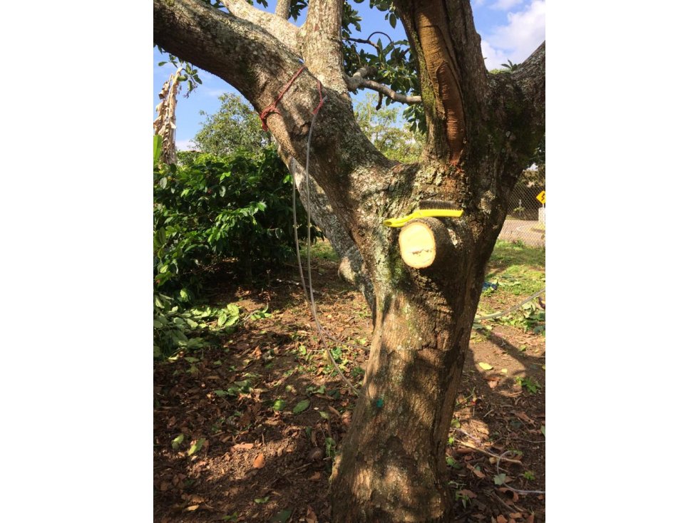 Finca aguacate Tolima Mariquita 90499-0 - 6