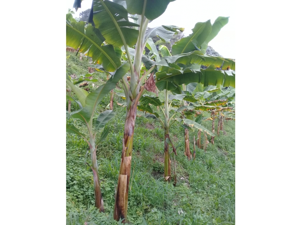 FINCA CULTIVABLE CAICEDONIA 4871 - 6