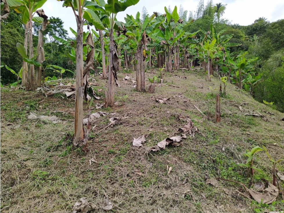 FINCA CON DIVERSIFICACION DE CULTIVOS UBICADA EN CAICEDONIA — foto 6