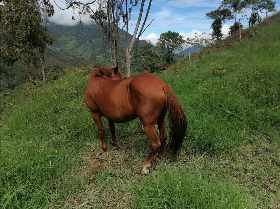 Finca productiva ( plátano , café y pasto ) en venta ubicada en Pijao - 5