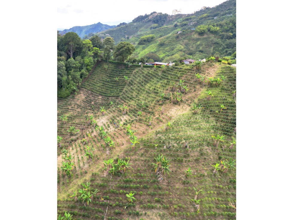 Finca cafetera tecnificada en Colombia pereira — foto 6