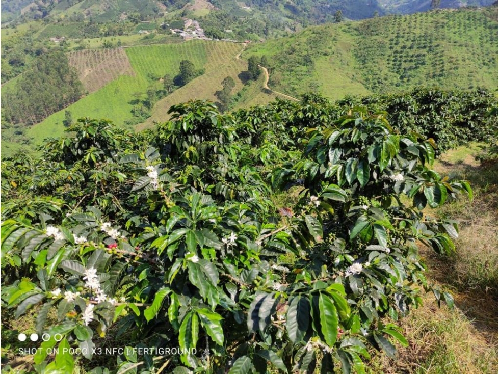 Finca CAFETERA 170 cuadras, excelente café a la venta - 4