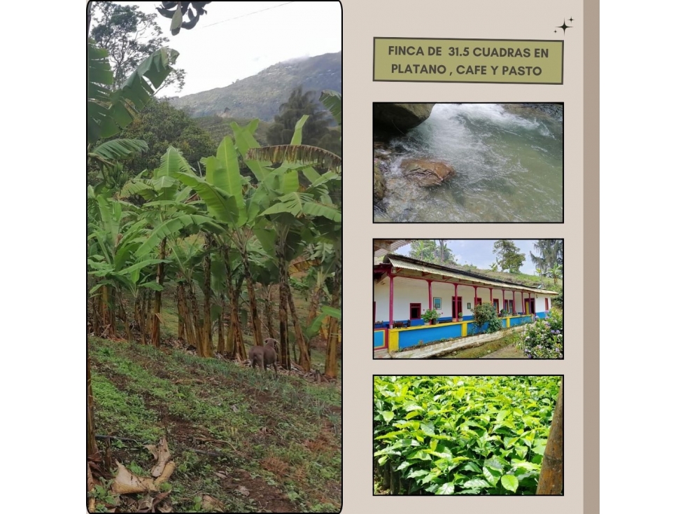 Finca productiva ( plátano , café y pasto ) en venta ubicada en Pijao - 1