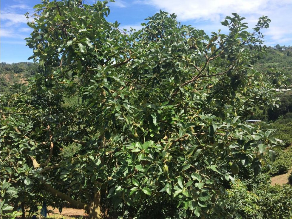Finca aguacate Tolima Mariquita 90499-0 - 2