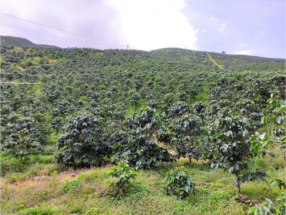 Finca CAFETERA 170 cuadras, excelente café a la venta - 2