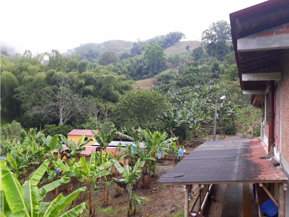 Finca en venta en Buenavista, Quindio 4357 - 3