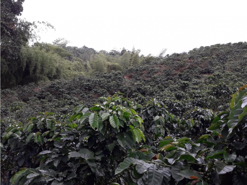 FINCA PRODUCTIVA Y CAFETERA SEVILLA VALLE 4799 - 5