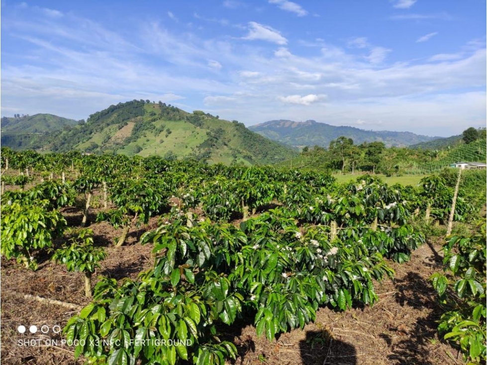 Finca CAFETERA 170 cuadras, excelente café a la venta - 6
