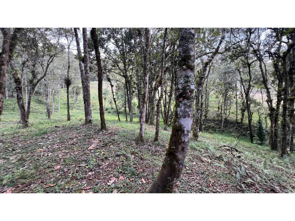Lote en el Retiro refugio campestre avistamiento de aves — foto 3