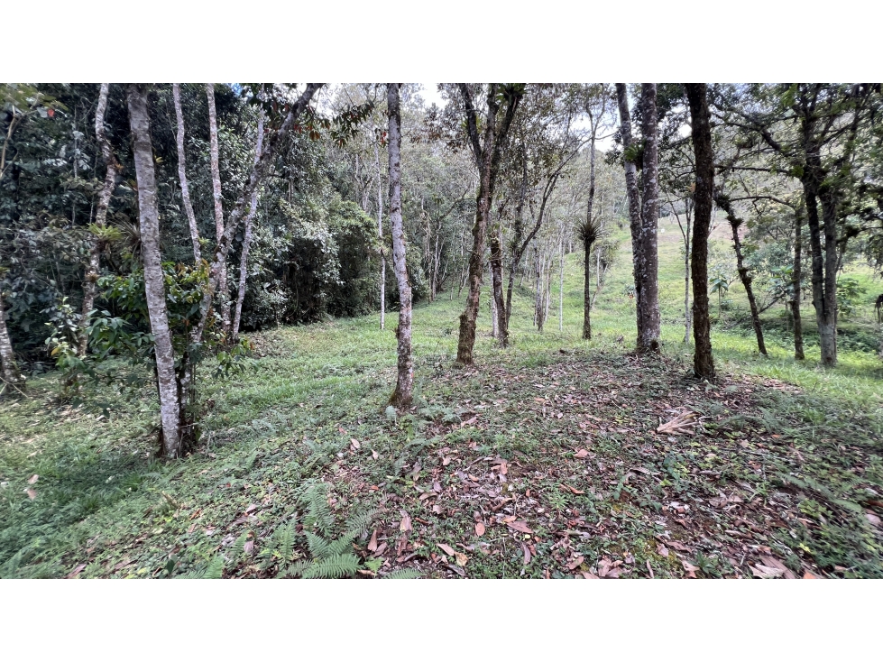 Lote en el Retiro refugio campestre avistamiento de aves — foto 4