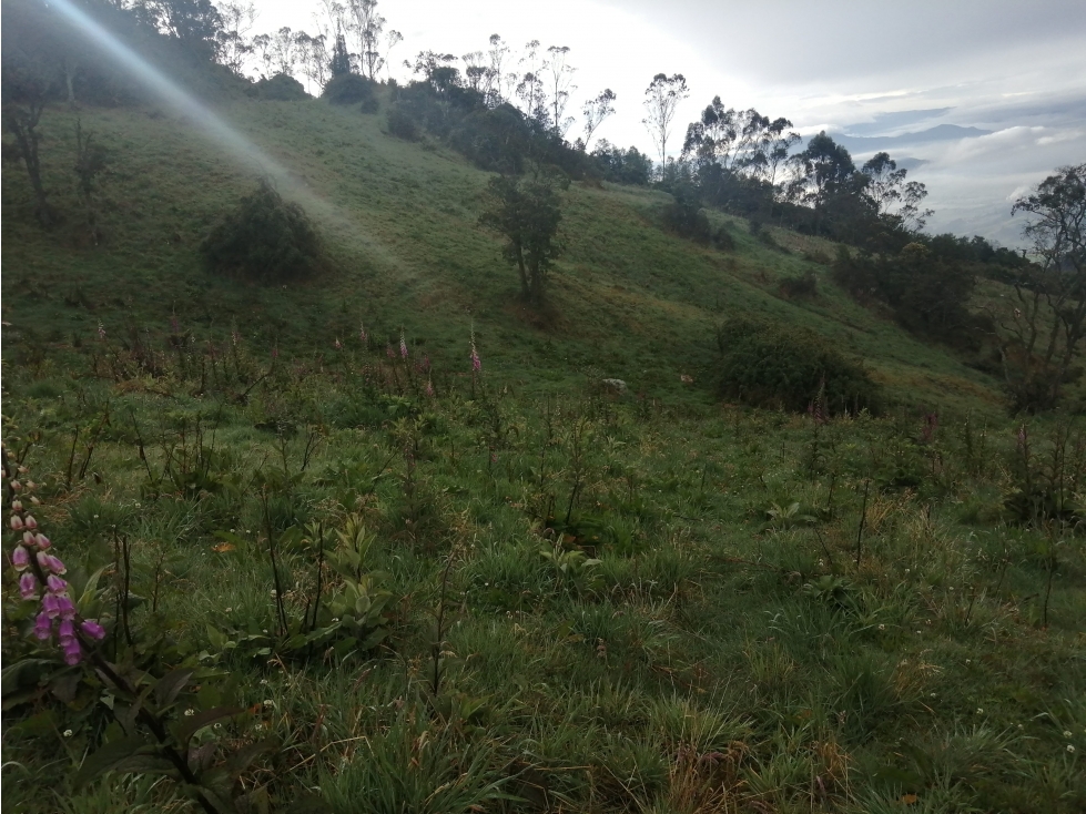 SE VENDE FINCA DE PRODUCCIÓN ALTO DEL AGUILA - 1