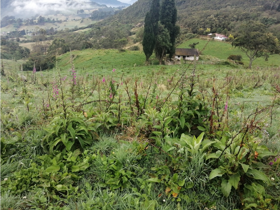SE VENDE FINCA DE PRODUCCIÓN ALTO DEL AGUILA - 2