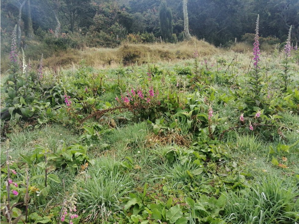 SE VENDE FINCA DE PRODUCCIÓN ALTO DEL AGUILA - 3