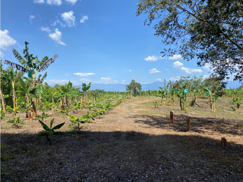 VENTA DE FINCA EN MONTENEGRO QUINDIO — foto 3