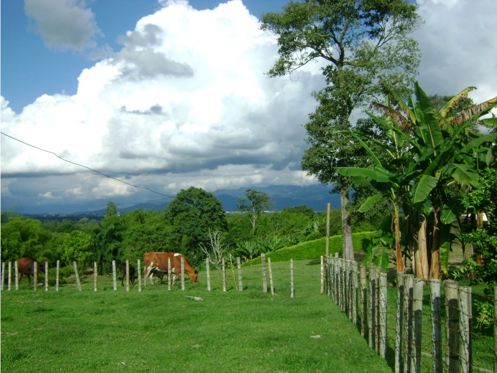 FINCA 5 CUADRAS VEREDA MURILLO. 10 MINUTOS ARMENIA. $1'800.000.000 — foto 3