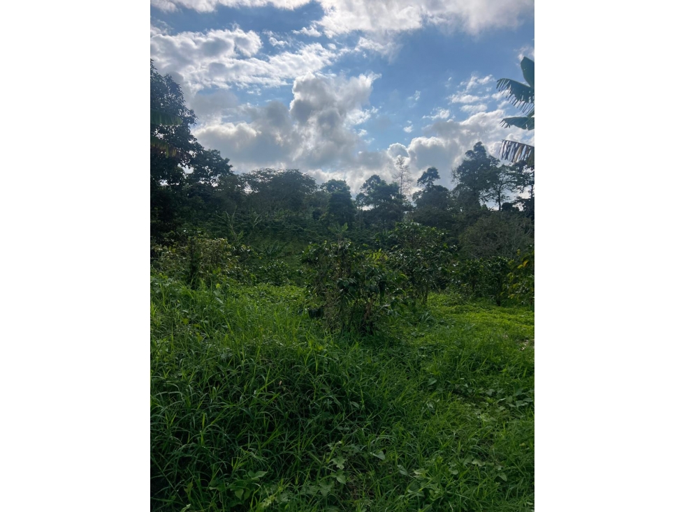 HERMOSA FINCA ARMENIA VIA CIRCASIA 15 cuadras — foto 6