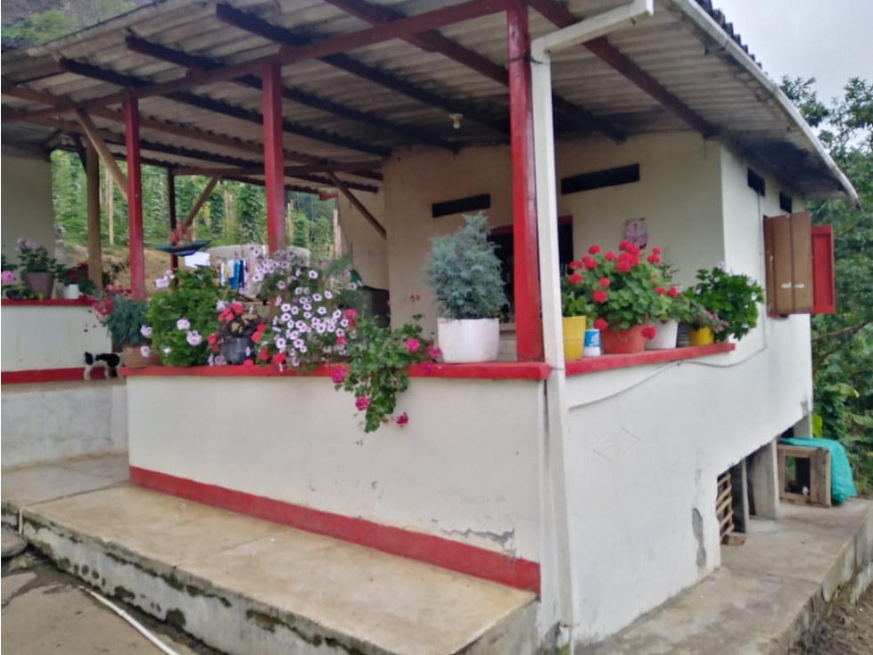 VENTA FINCA PIJAO QUINDIO 35 CUADRAS - 2