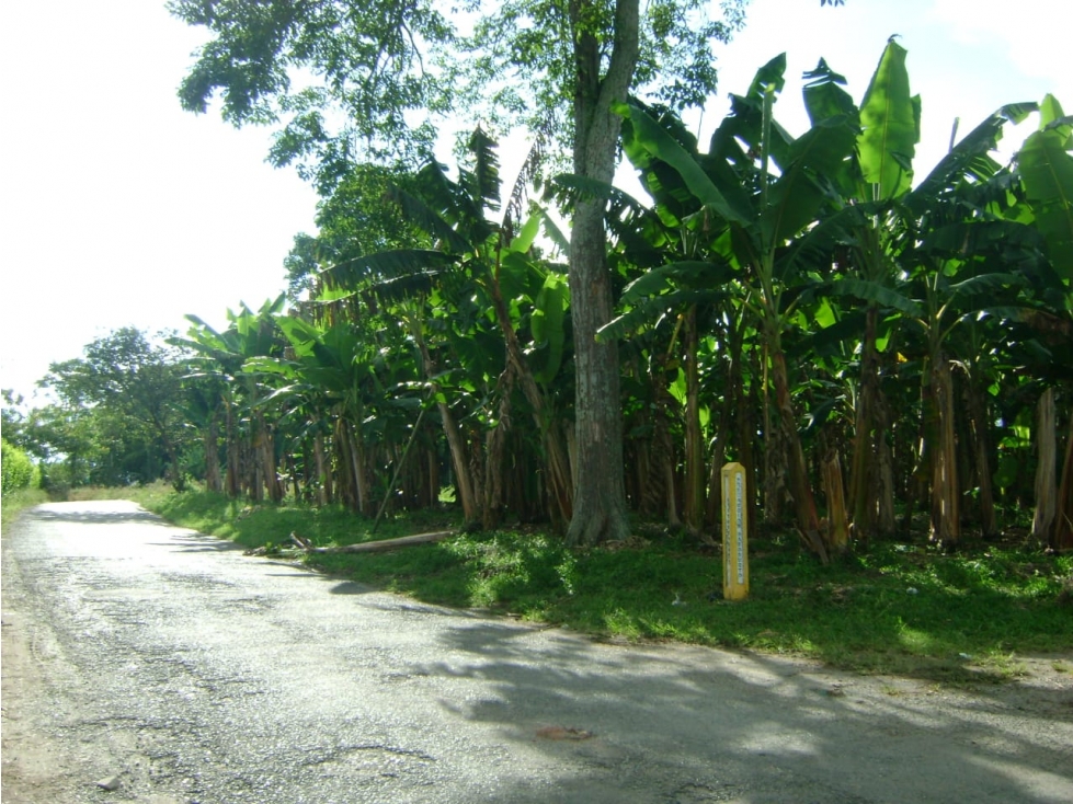 FINCA 5 CUADRAS VEREDA MURILLO. 10 MINUTOS ARMENIA. $1'800.000.000 — foto 6