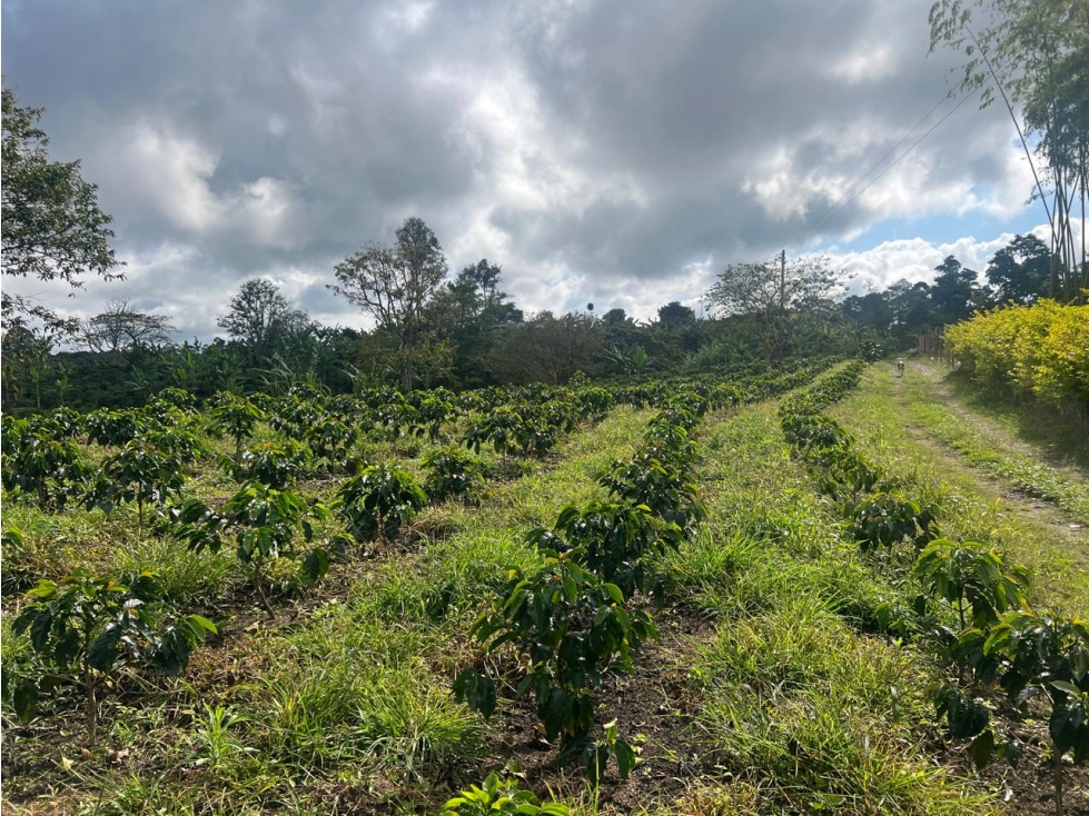 HERMOSA FINCA ARMENIA VIA CIRCASIA 15 cuadras