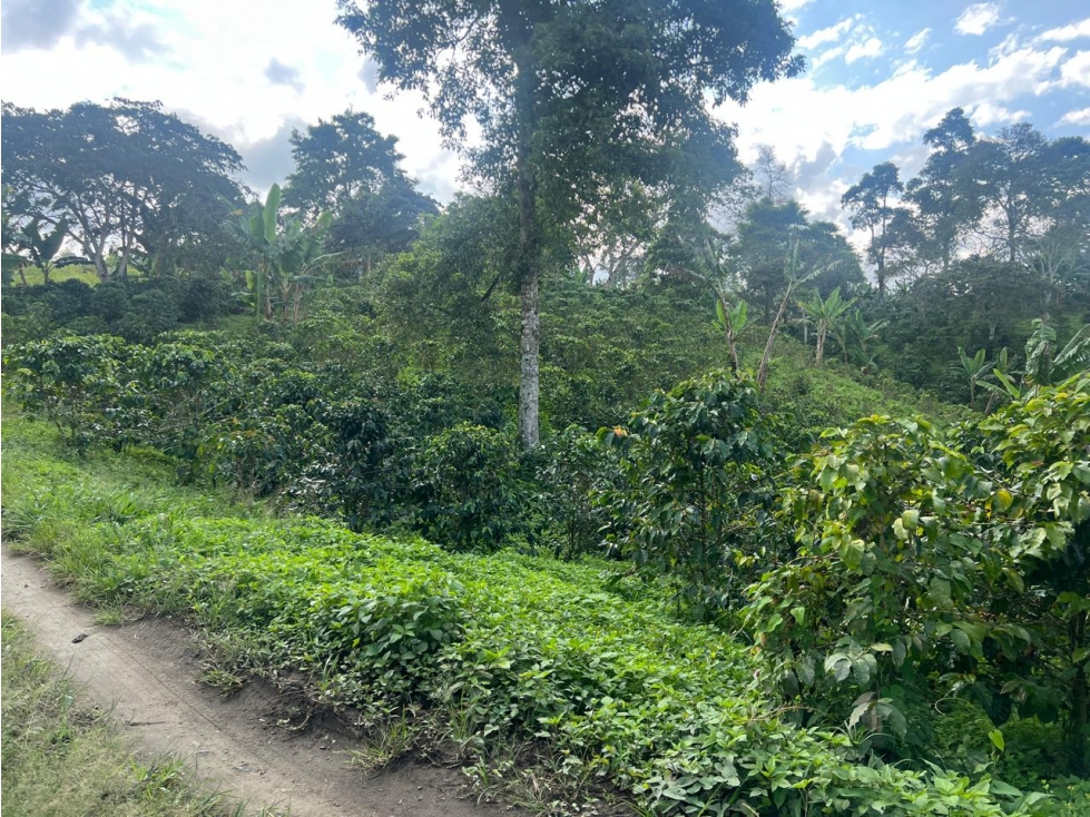 HERMOSA FINCA ARMENIA VIA CIRCASIA 15 cuadras — foto 4