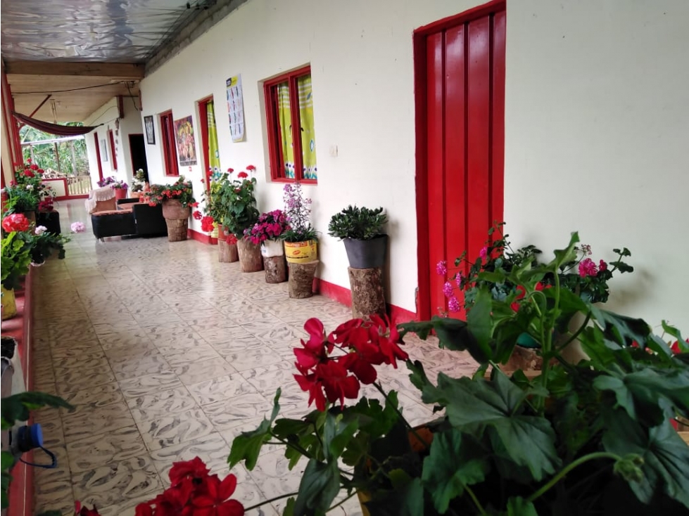 VENTA FINCA PIJAO QUINDIO 35 CUADRAS - 5