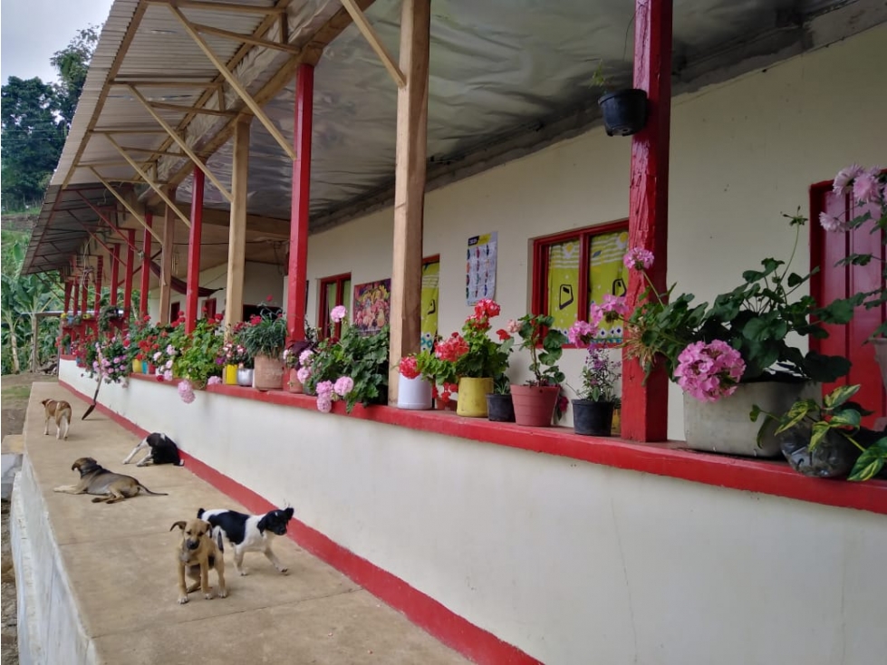 VENTA FINCA PIJAO . A 20 MINUTOS DEL PUEBLO. 77 CUADRAS - 1
