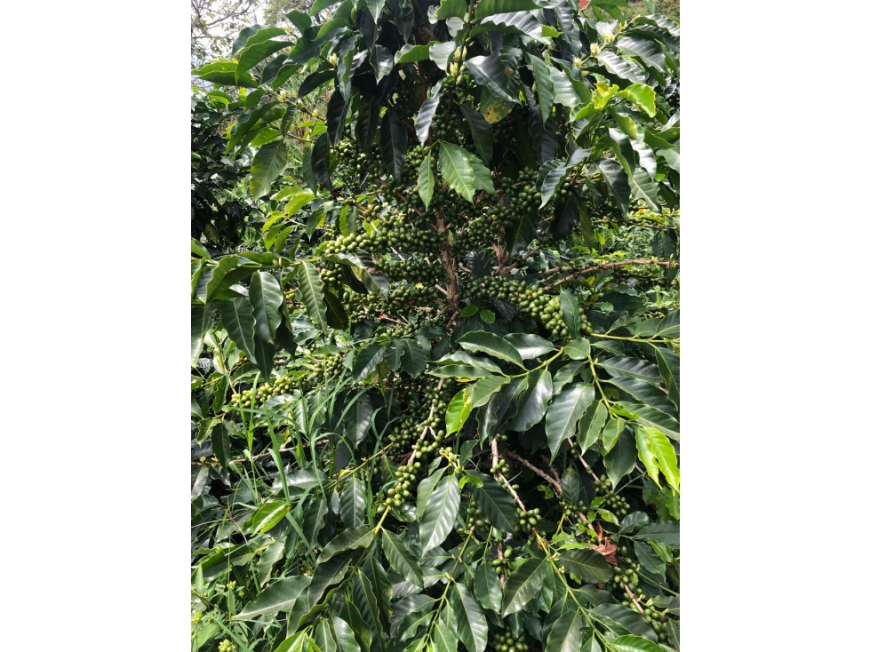 VENTA FINCA PIJAO QUINDIO 35 CUADRAS - 6