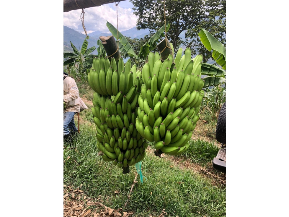 VENTA FINCA PIJAO . A 20 MINUTOS DEL PUEBLO. 77 CUADRAS - 5