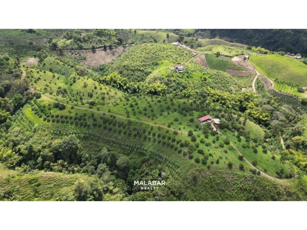 VENTA FINCA 17 CUADRAS ENTRE FILANDIA Y QUIMBAYA - 4
