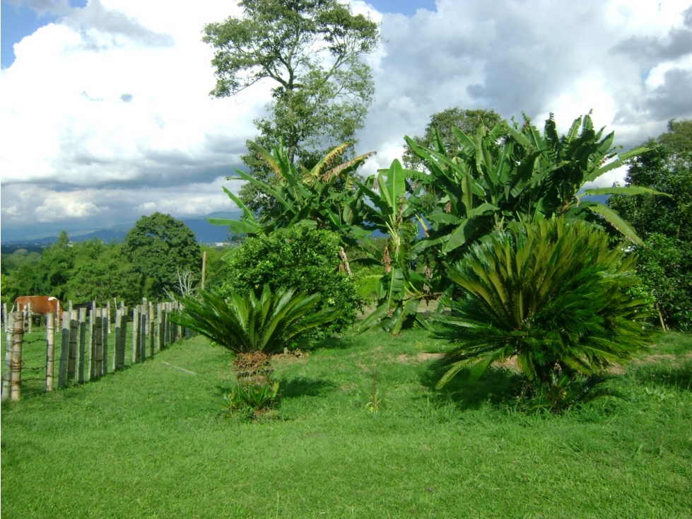 FINCA 5 CUADRAS VEREDA MURILLO. 10 MINUTOS ARMENIA. $1'800.000.000 — foto 2