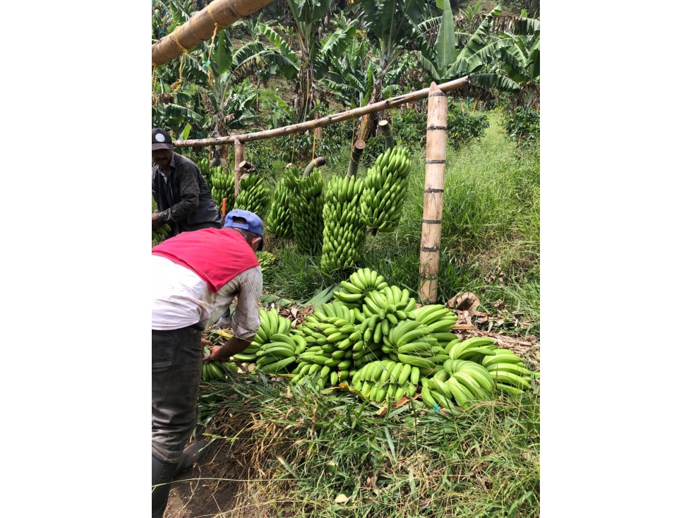 VENTA FINCA PIJAO . A 20 MINUTOS DEL PUEBLO. 77 CUADRAS - 6