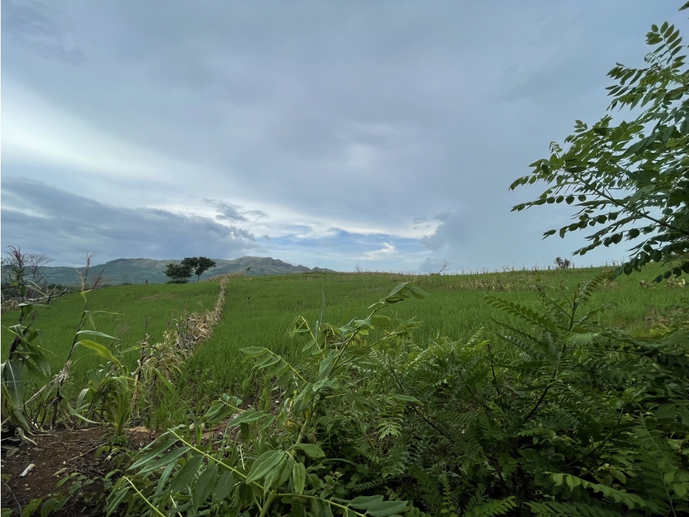 Venta: Finca de 22hcts en Cerro Colorado de La Pintada - 2