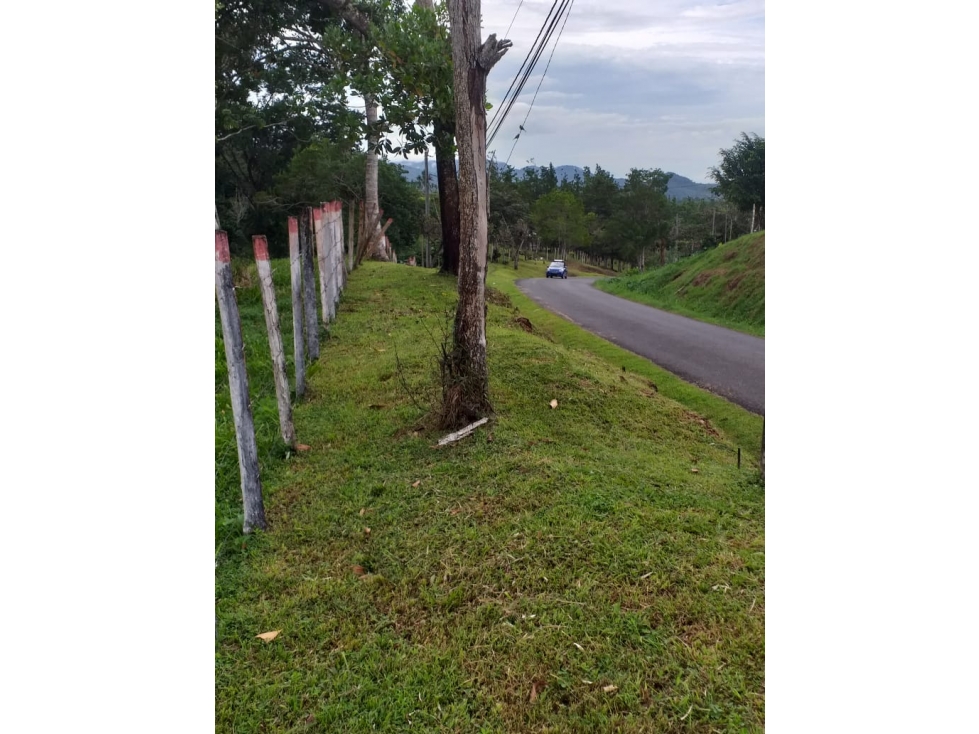 Venta: Finca de 6 hectareas en Tambo de Penonomé - 3