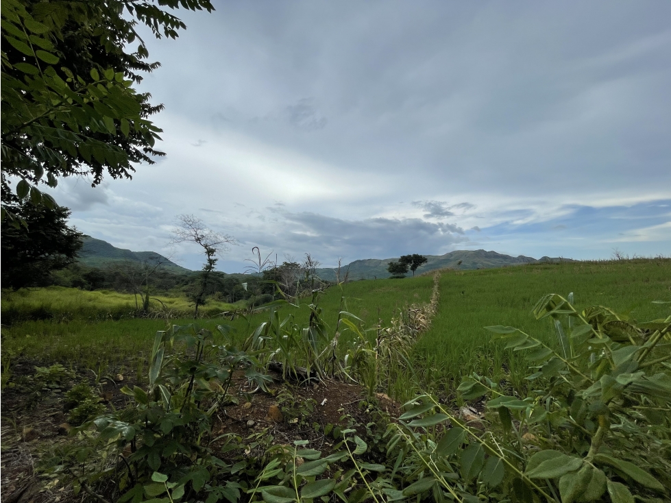 Venta: Finca de 22hcts en Cerro Colorado de La Pintada - 3