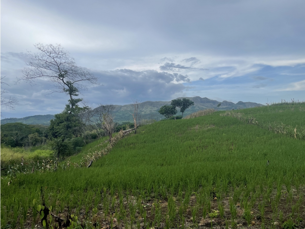 Venta: Finca de 22hcts en Cerro Colorado de La Pintada - 4