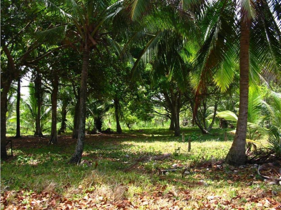 Venta: Terreno en frente del Mar Caribe, Colon — foto 3