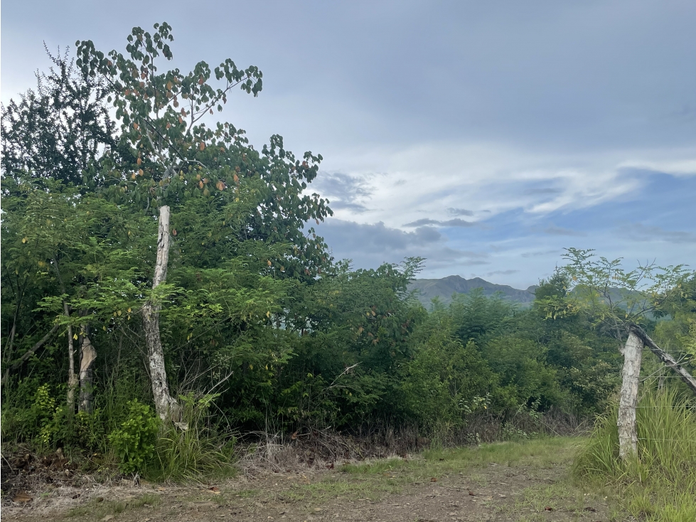 Venta: Finca de 22hcts en Cerro Colorado de La Pintada - 5