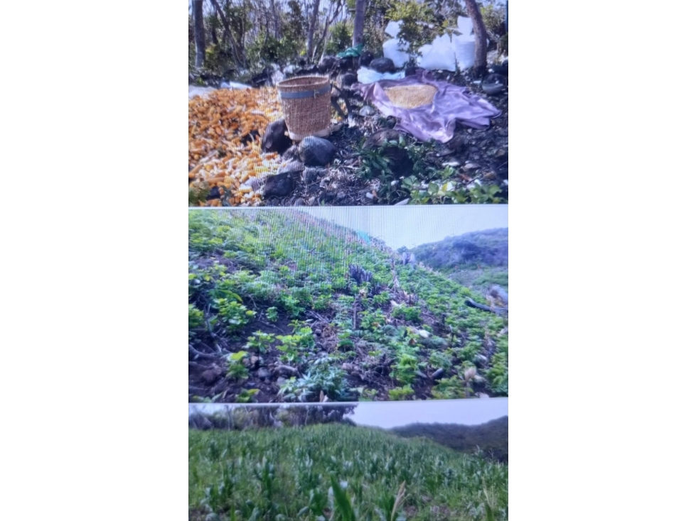 Venta de terreno de 25 HAS en El Harino, La Pintada - 2