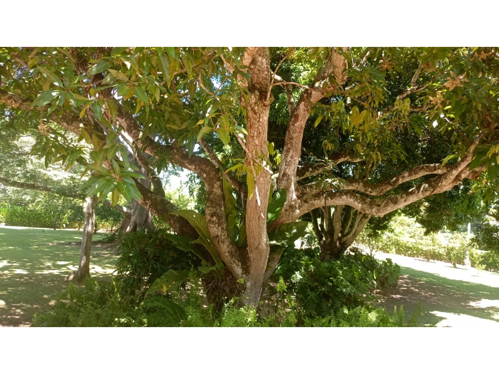 VENDO FINCA CLASICA EN SAN JERONIMO URBANIZACION EL HATO — foto 6