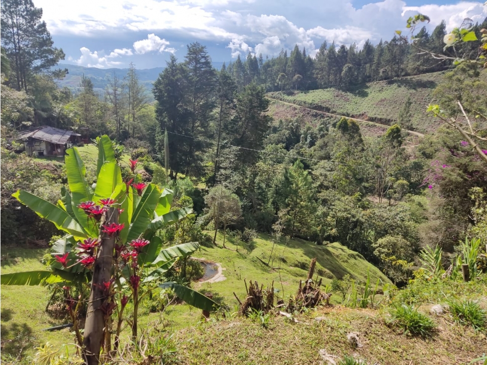VENDO FINCA EN CALDAS CERCA A RESERVA NATURAL DE LA CLARA