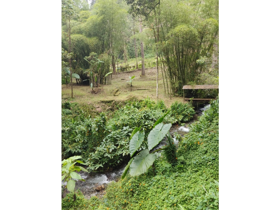 VENDO FINCA EN CALDAS CERCA A RESERVA NATURAL DE LA CLARA — foto 3