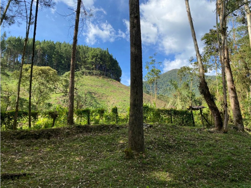 VENDO FINCA EN CALDAS CERCA A RESERVA NATURAL DE LA CLARA — foto 6